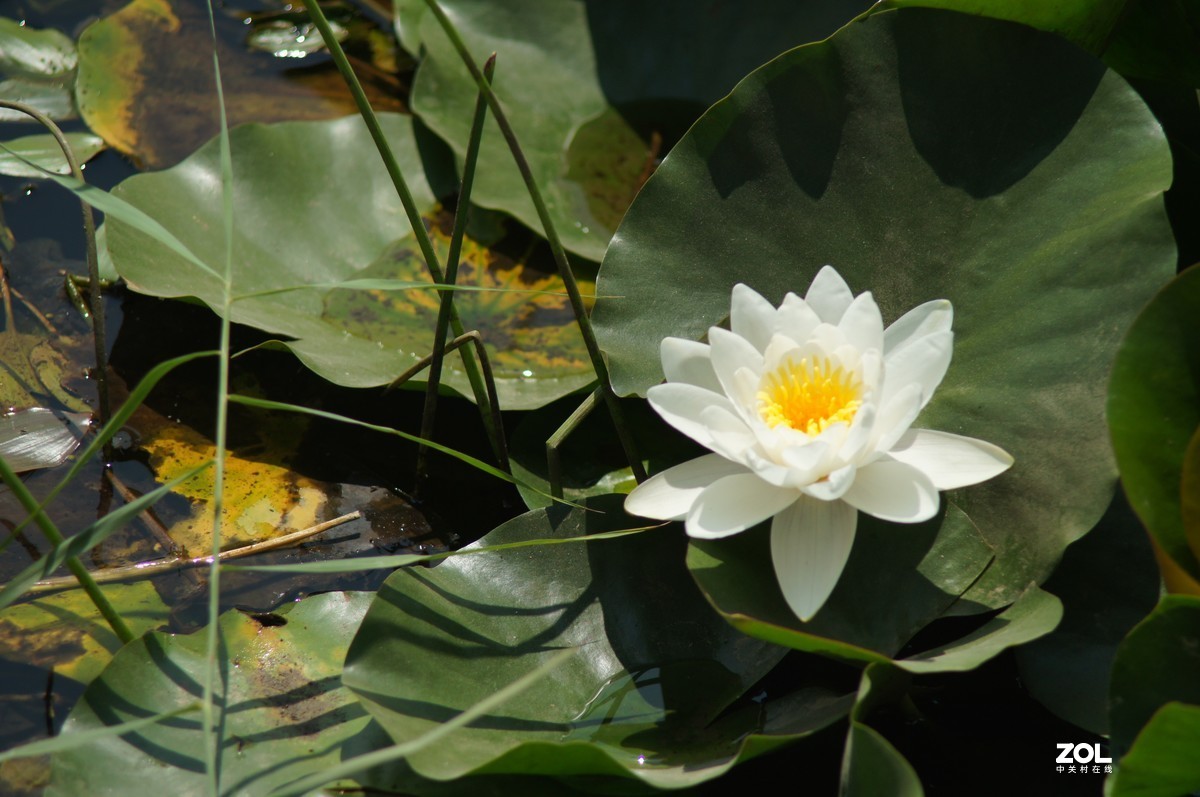 索尼微单加手动70-210品夏荷