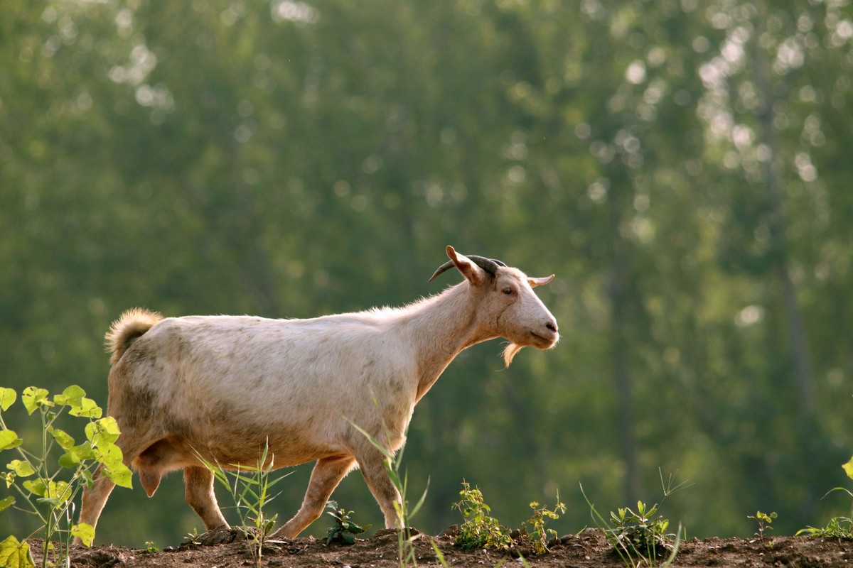 觅食的山羊2-中关村在线摄影论坛