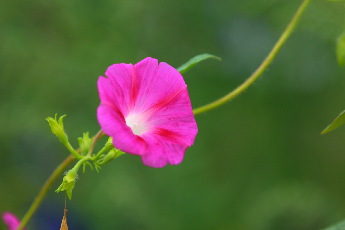 2021年摄影花卉一301