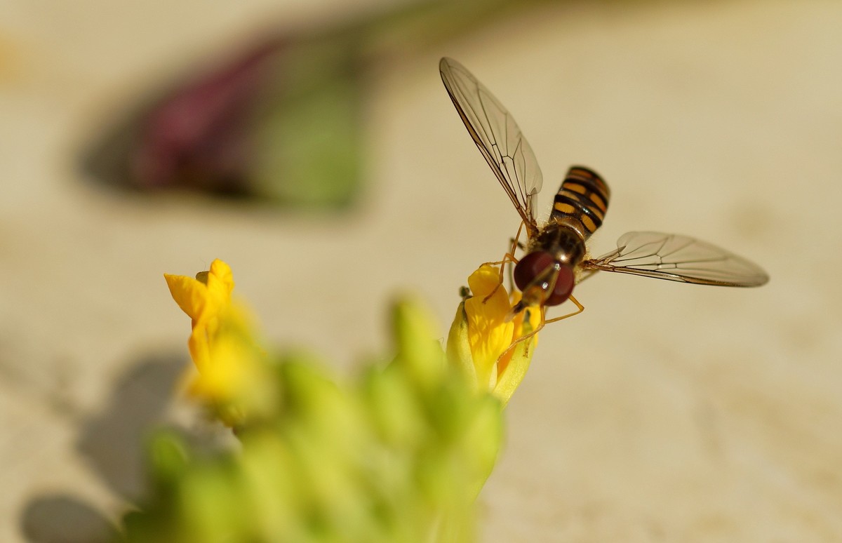 苔菜花引来小飞蝇