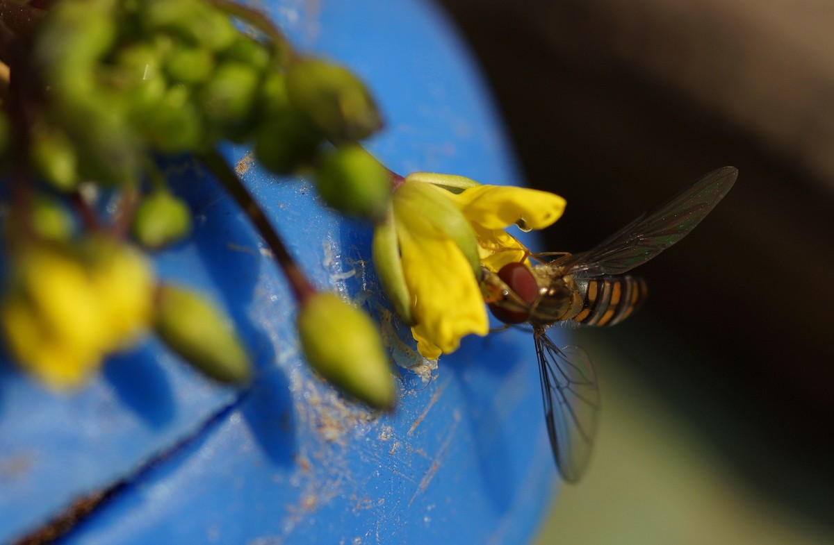 苔菜花引来小飞蝇