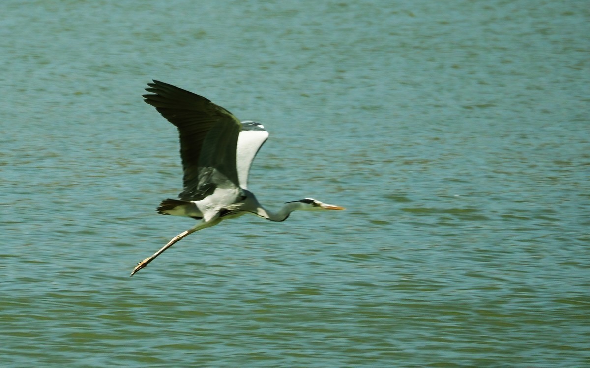 奥林巴斯E-M12  75-300IID第一次打飞鸟