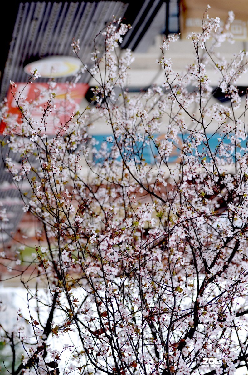 春光明媚，百花迎春