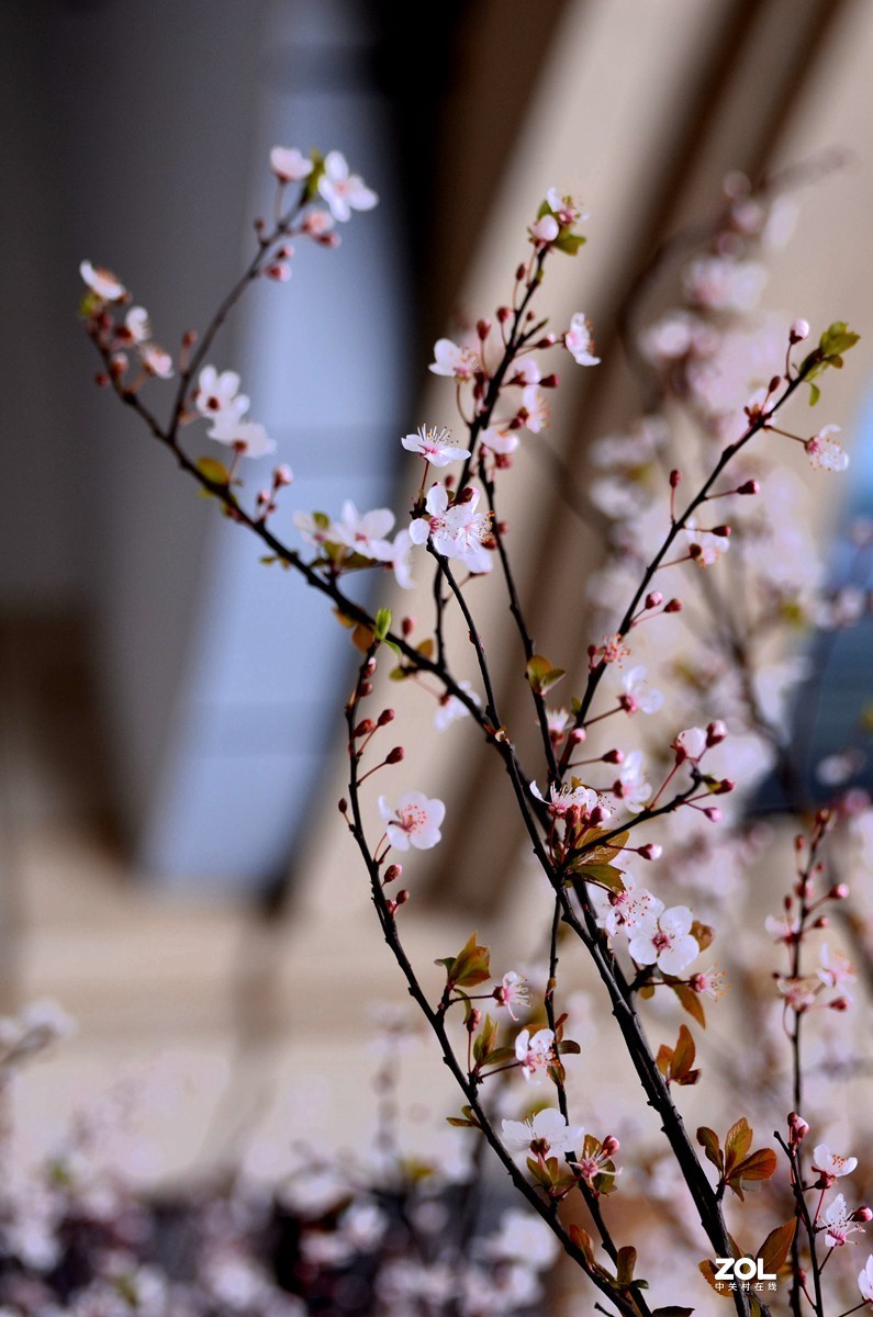 春光明媚，百花迎春