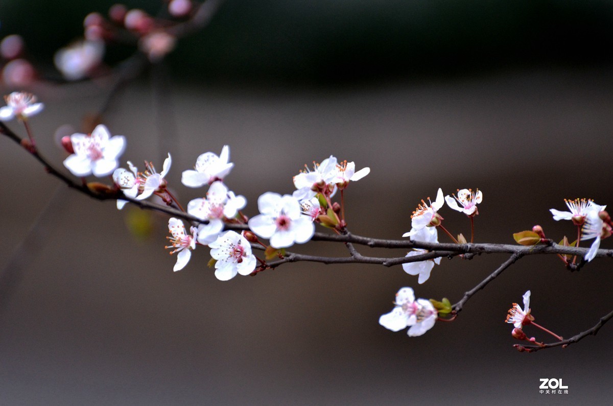 春光明媚，百花迎春