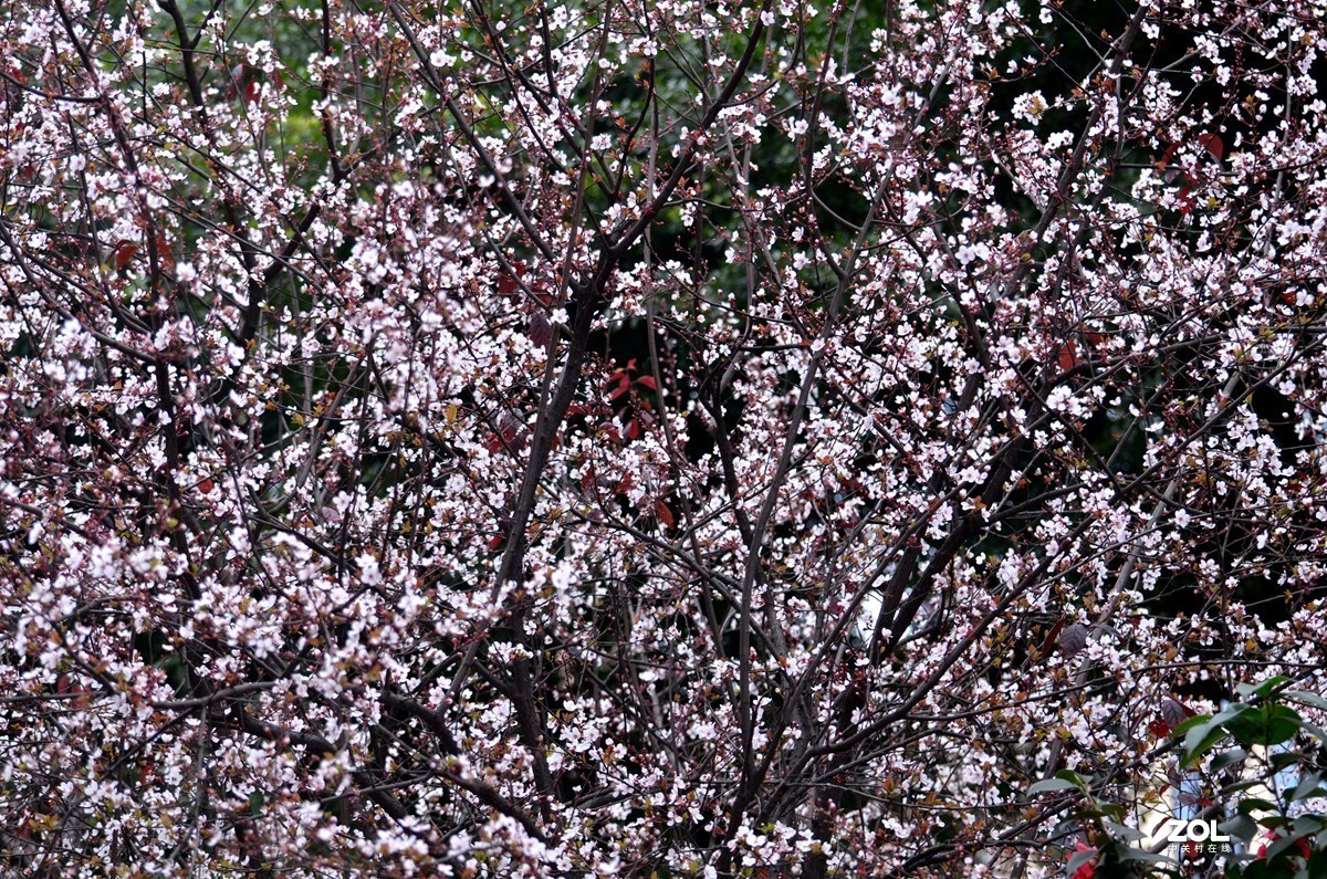 春光明媚，百花迎春