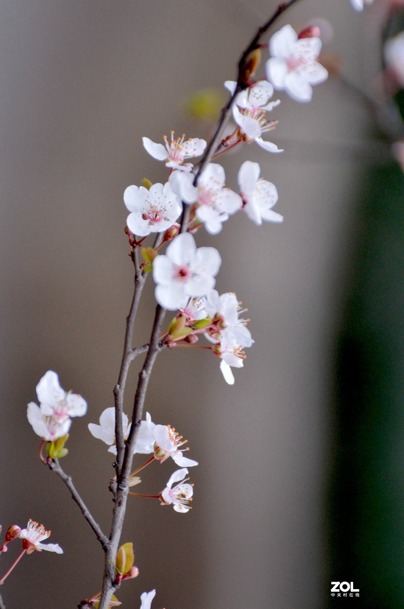 春光明媚，百花迎春