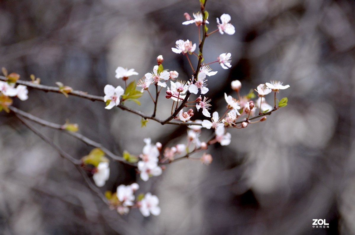 春光明媚，百花迎春