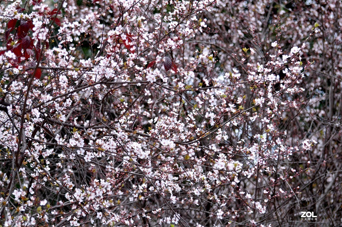 春光明媚，百花迎春