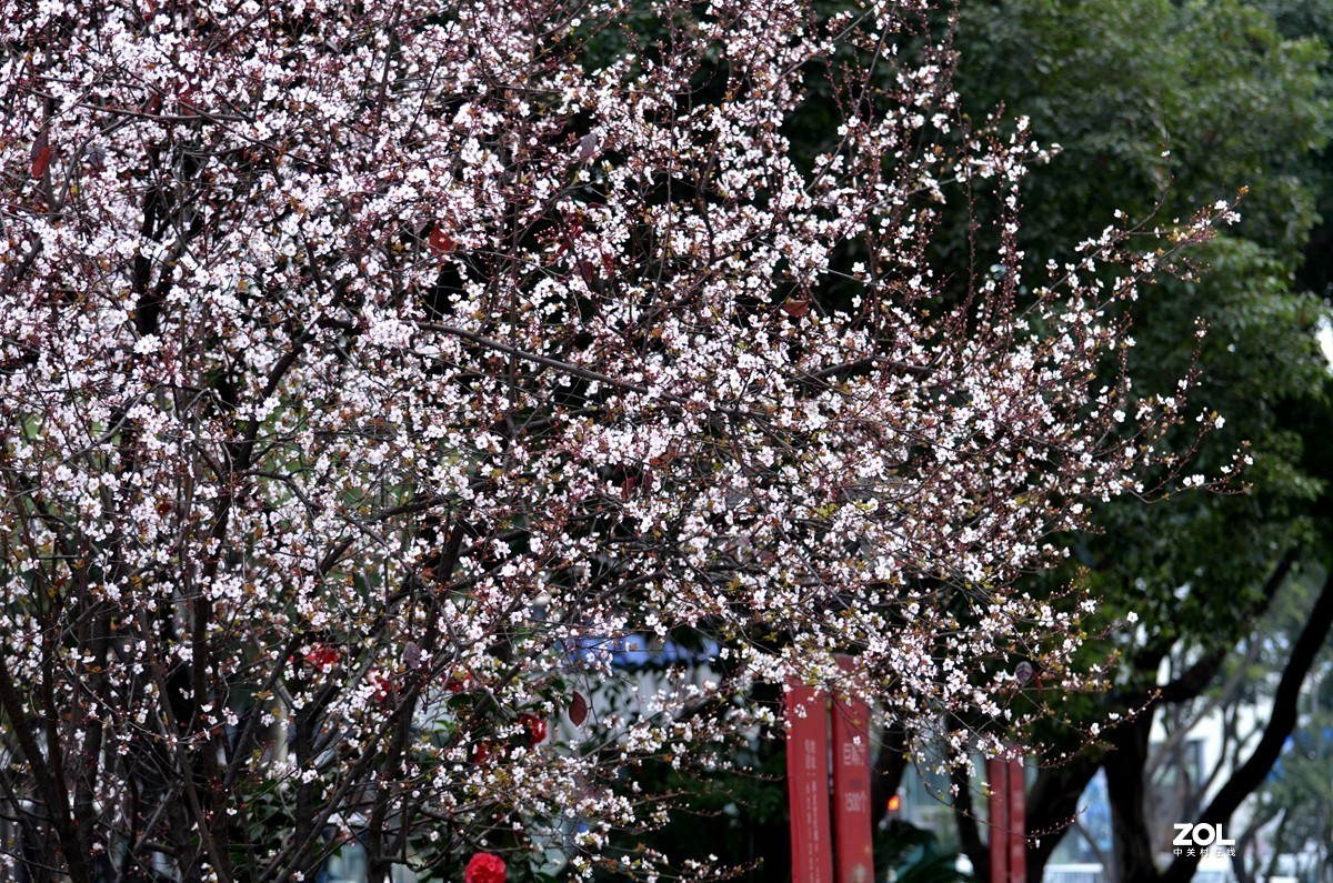 春光明媚，百花迎春