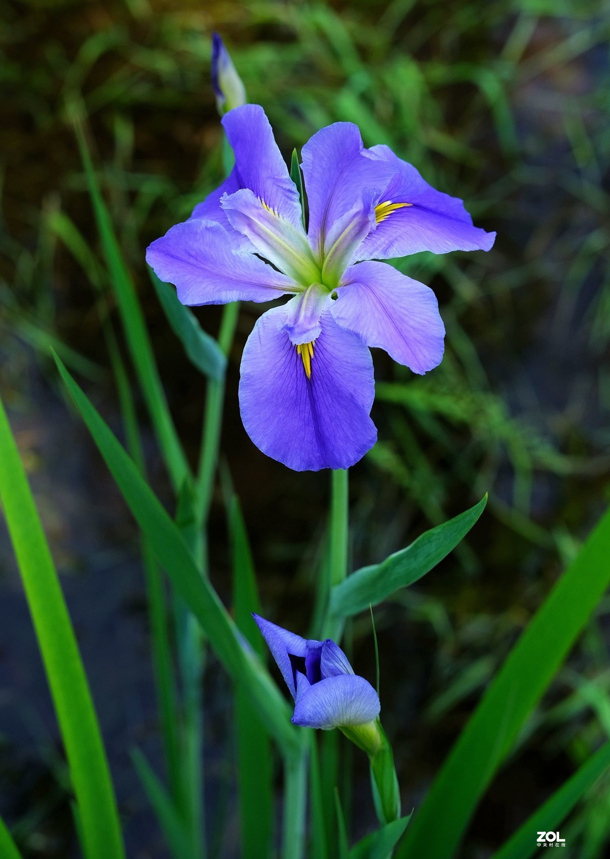 娇艳鸢尾花草