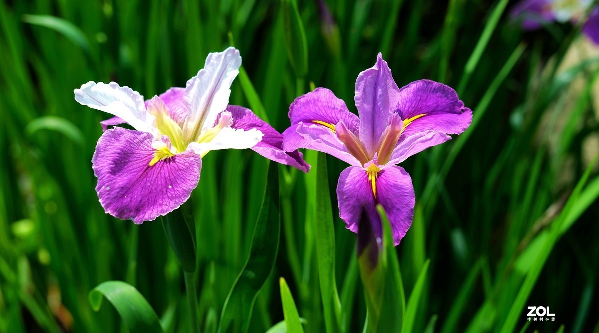 娇艳鸢尾花草
