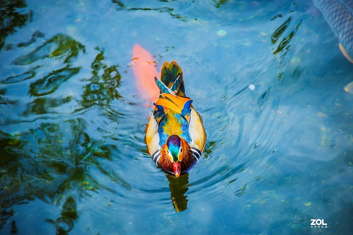 鸳鸯-鱼儿戏水图