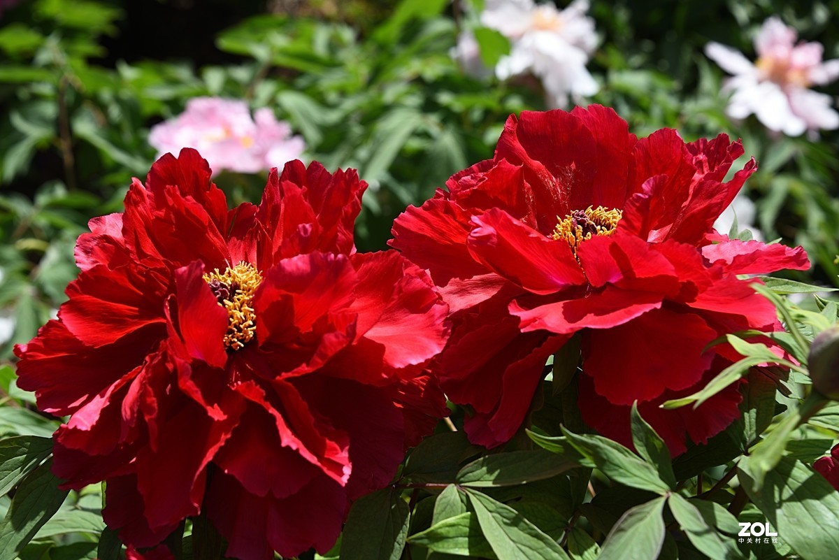 2021牡丹花8