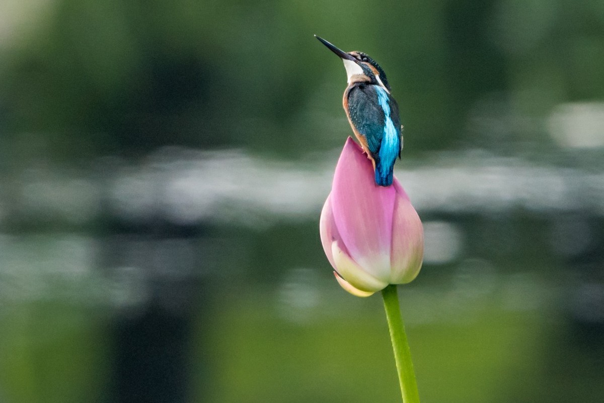 小荷才露尖尖角