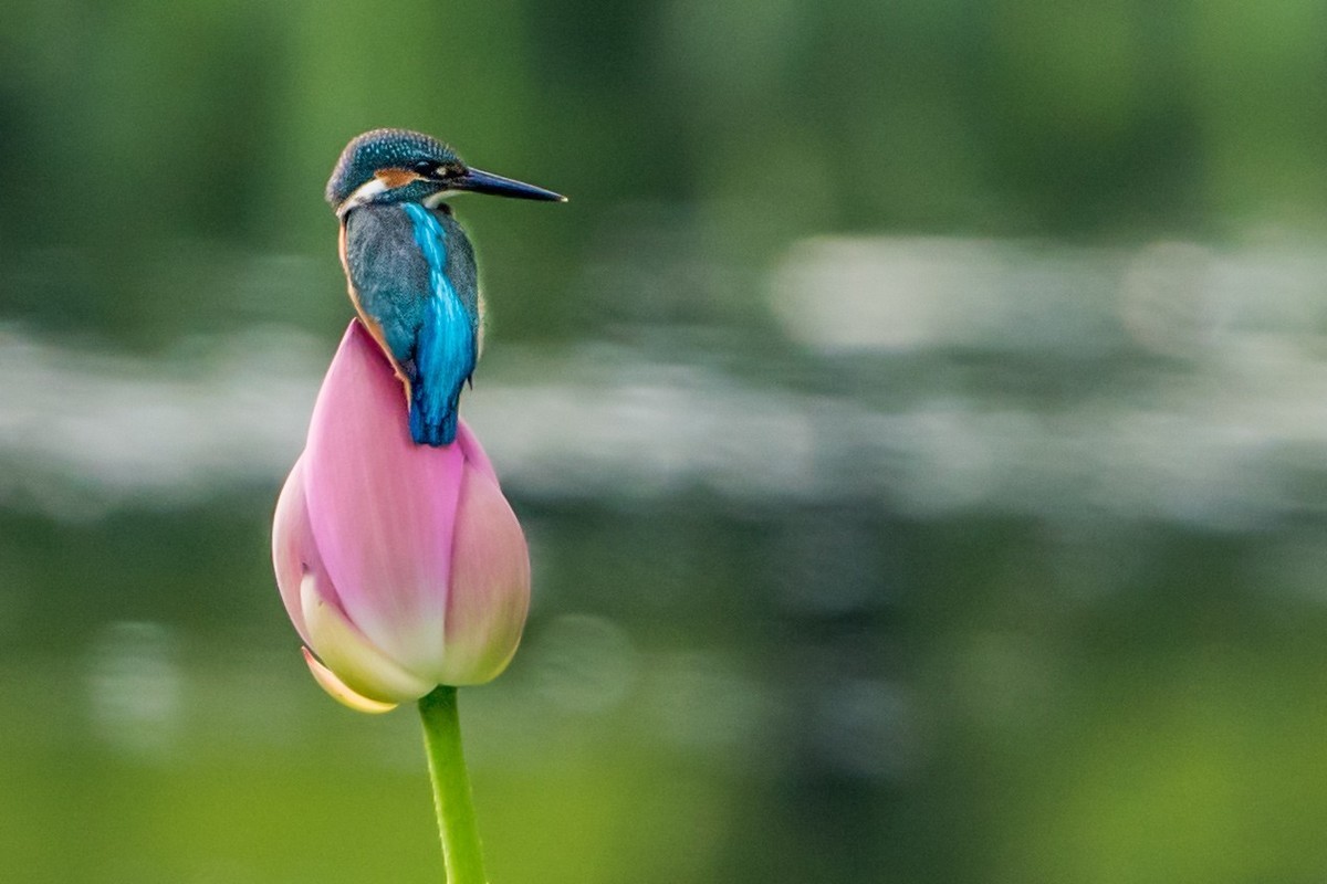 小荷才露尖尖角