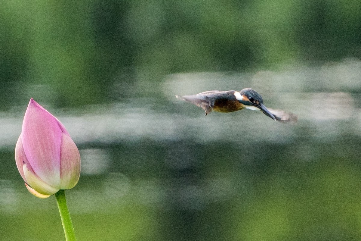 小荷才露尖尖角