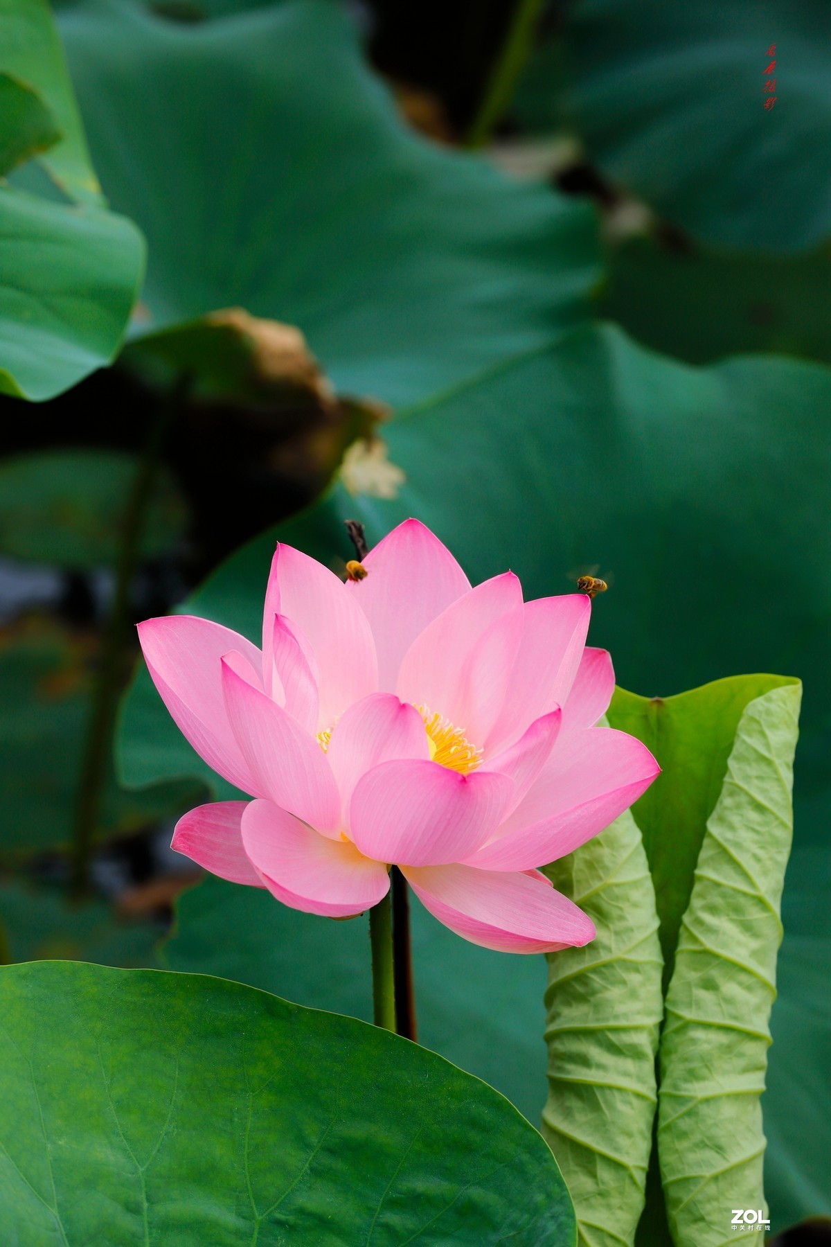 荷花之美荷花之醉