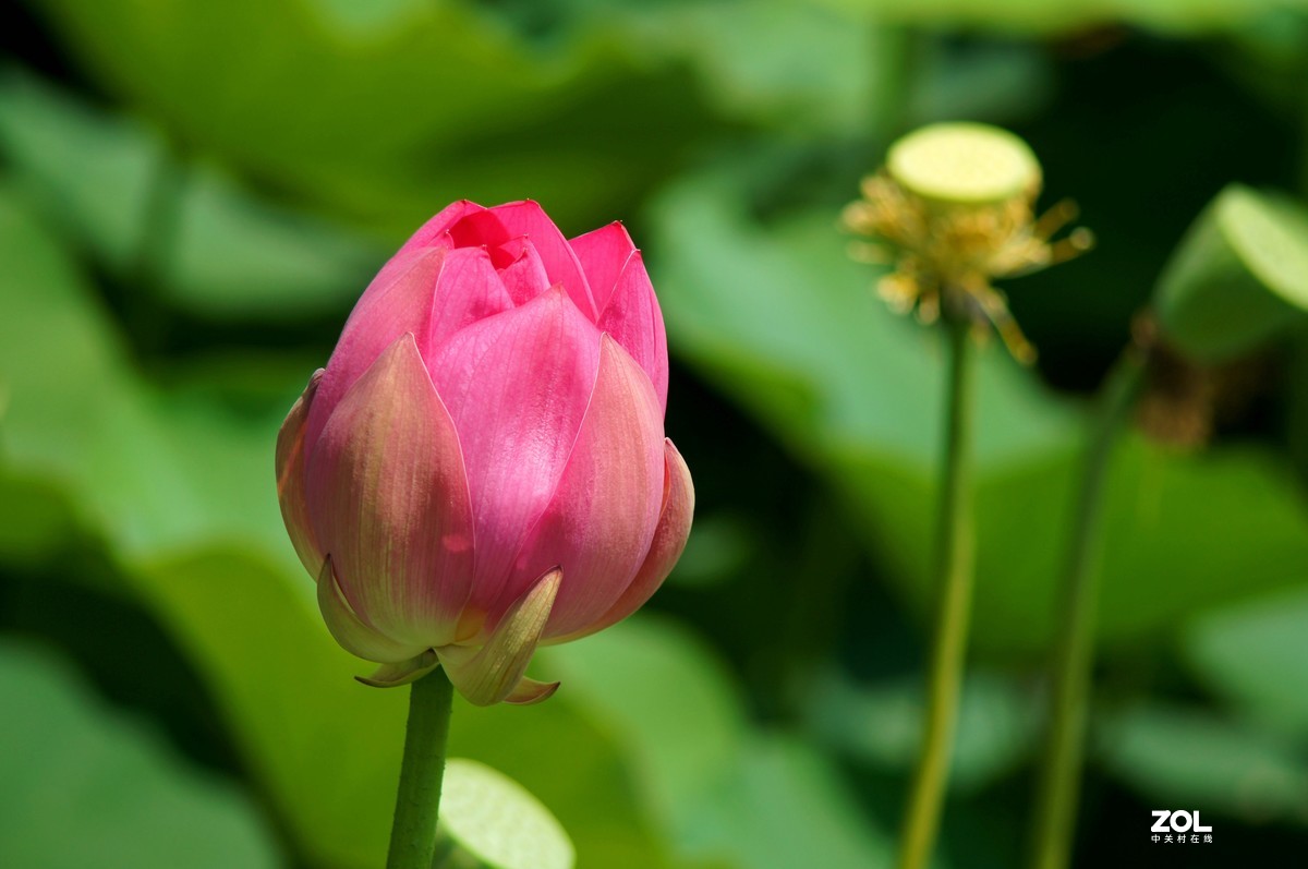 索尼微单加手动70-210品夏荷