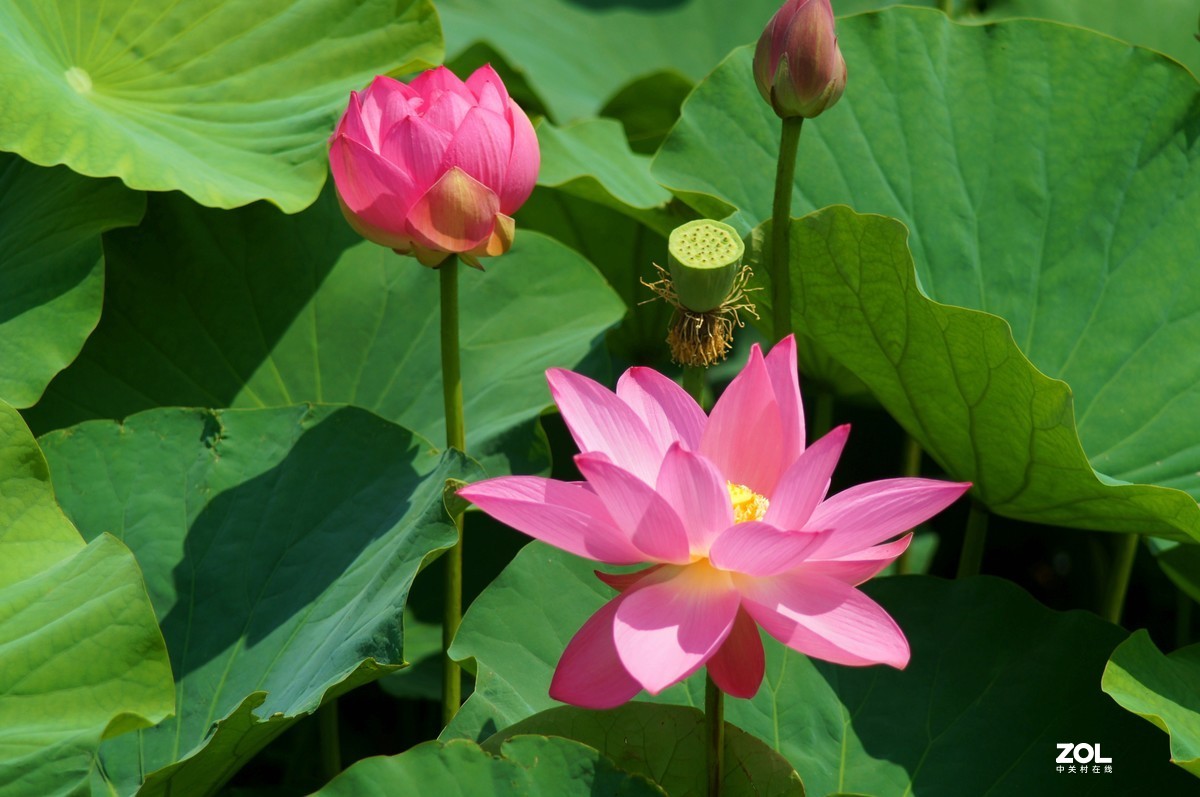 索尼微单加手动70-210品夏荷