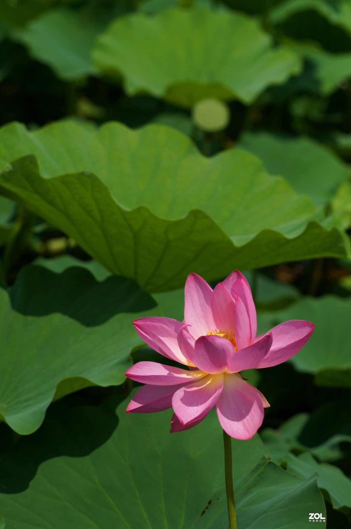 索尼微单加手动70-210品夏荷