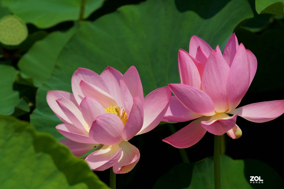 索尼微单加手动70-210品夏荷