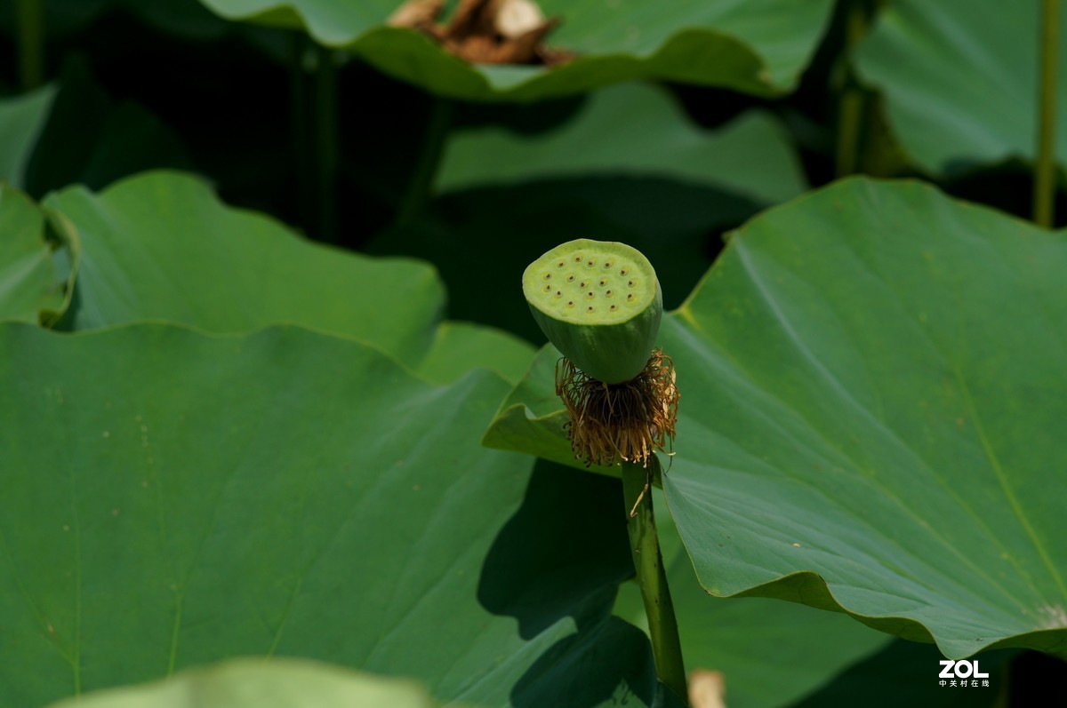 索尼微单加手动70-210品夏荷