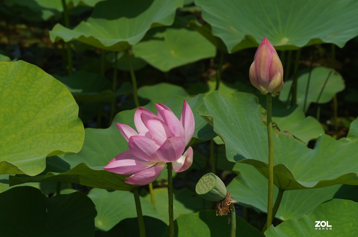 索尼微单加手动70-210品夏荷