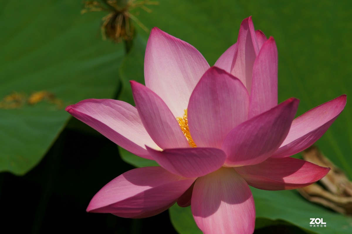 索尼微单加手动70-210品夏荷