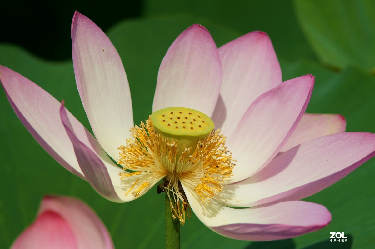 索尼微单加手动70-210品夏荷