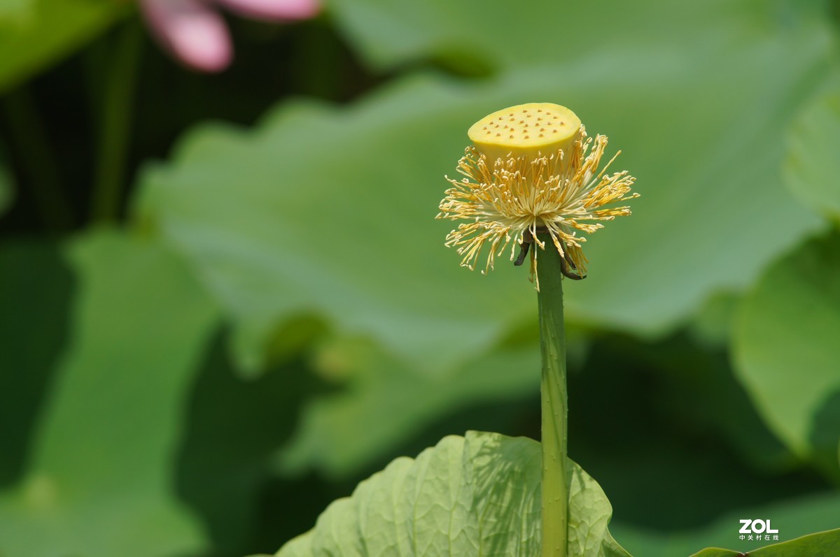 索尼微单加手动70-210品夏荷