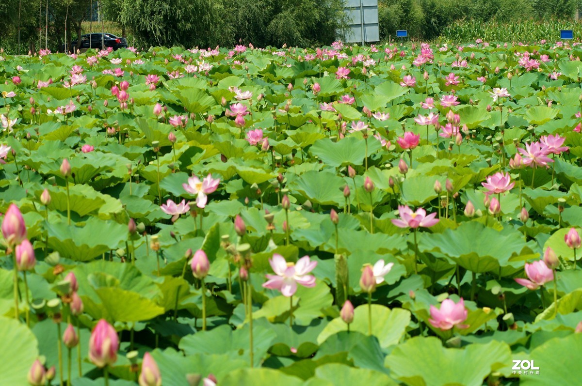 索尼微单加手动70-210品夏荷