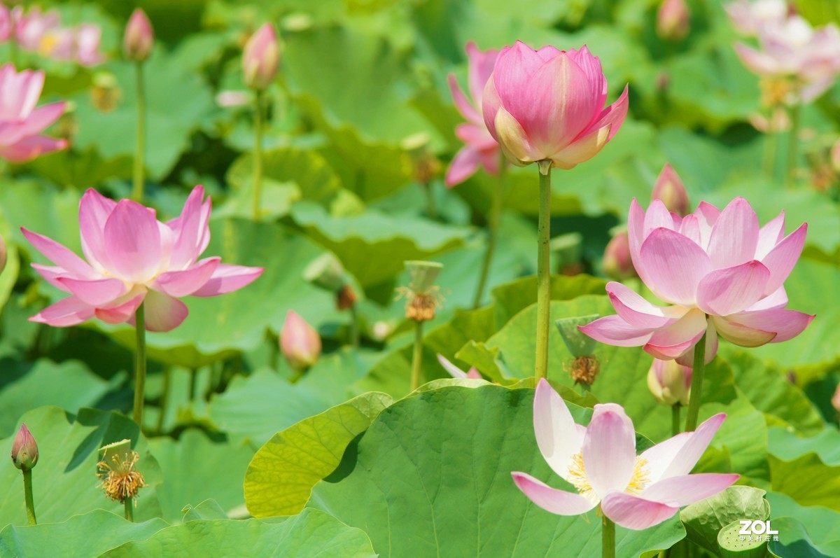 索尼微单加手动70-210品夏荷