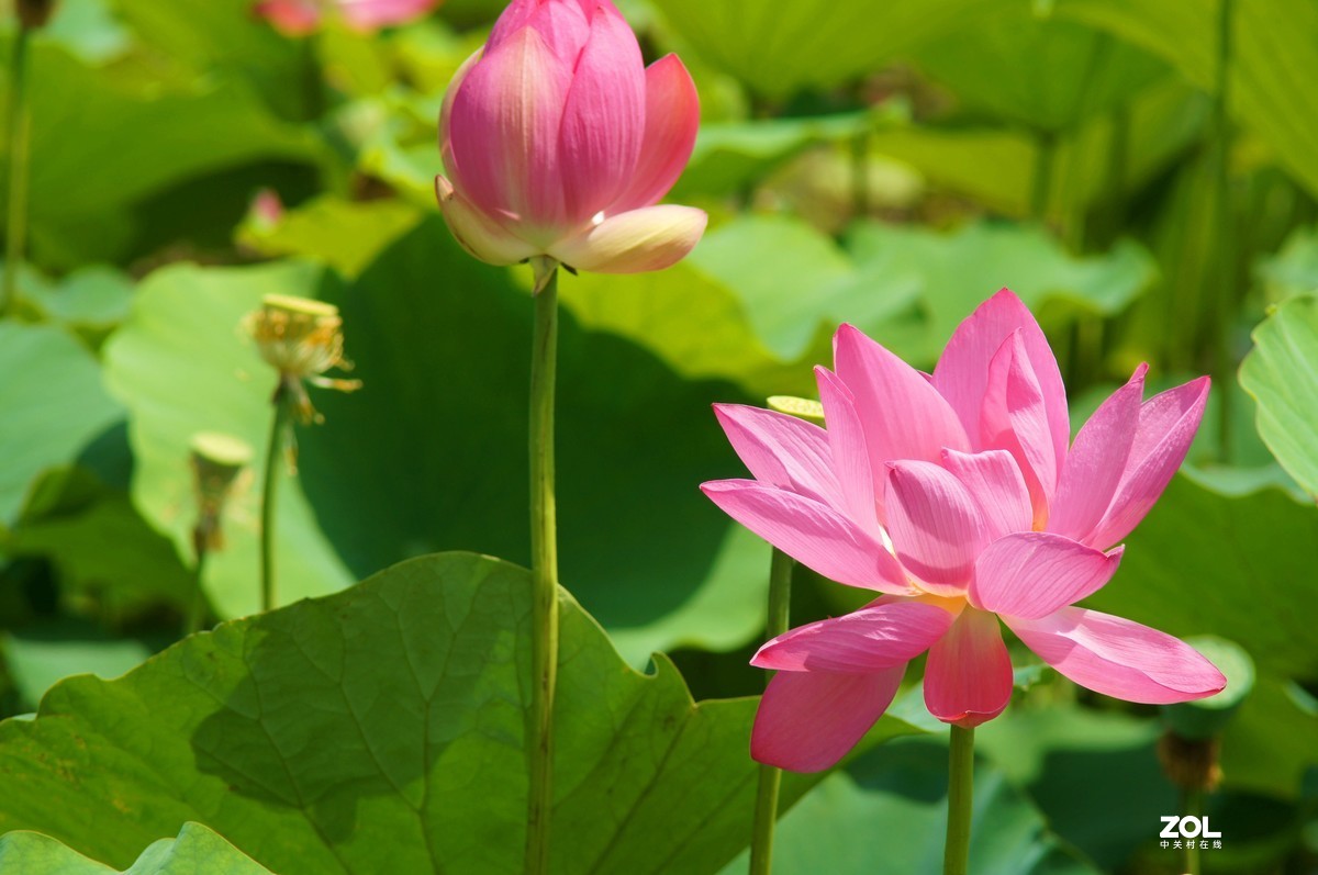 索尼微单加手动70-210品夏荷