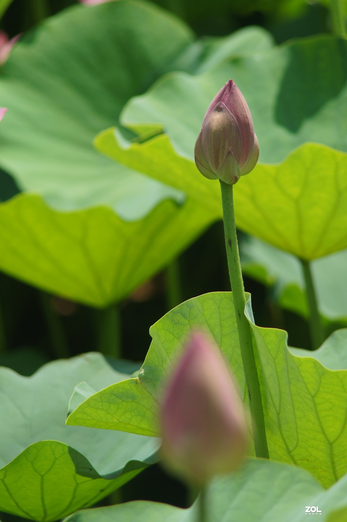 索尼微单加手动70-210品夏荷