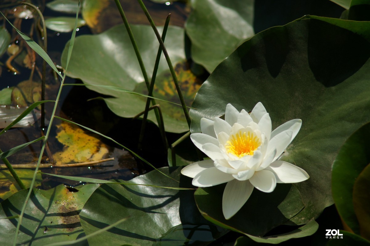 索尼微单加手动70-210品夏荷