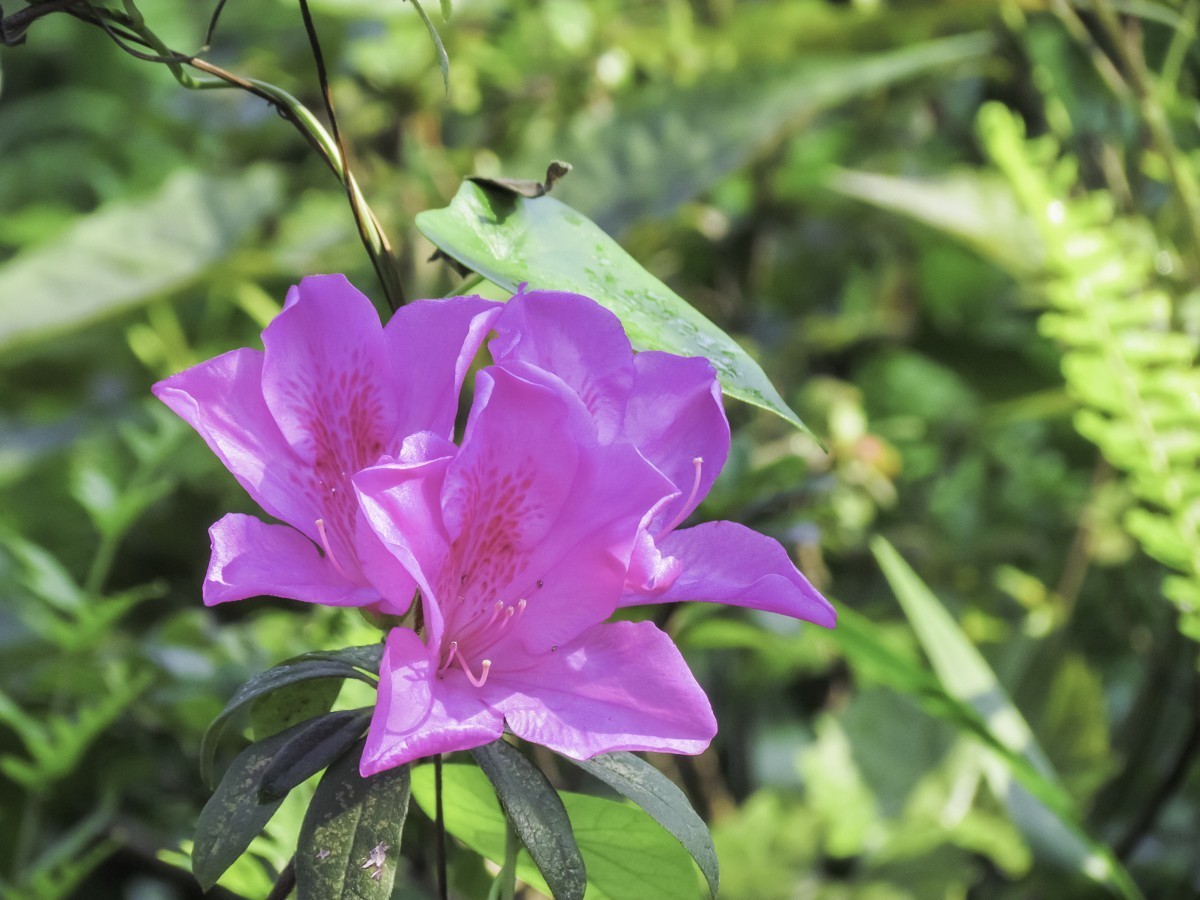 杜鹃花
