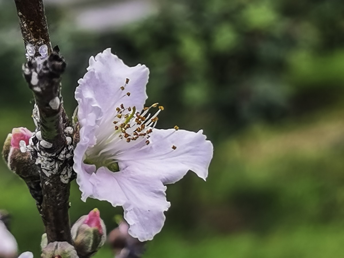 桃花