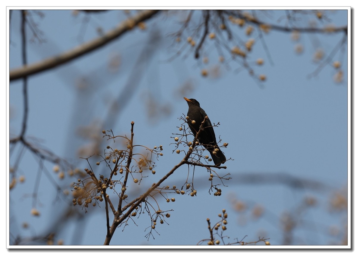 见鸟就拍2【2022-0171】