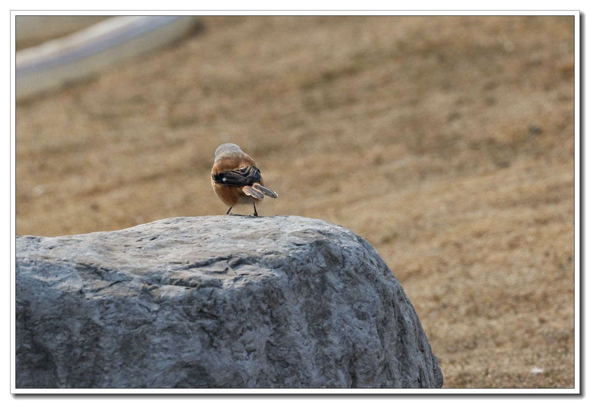 见鸟就拍2【2022-0171】