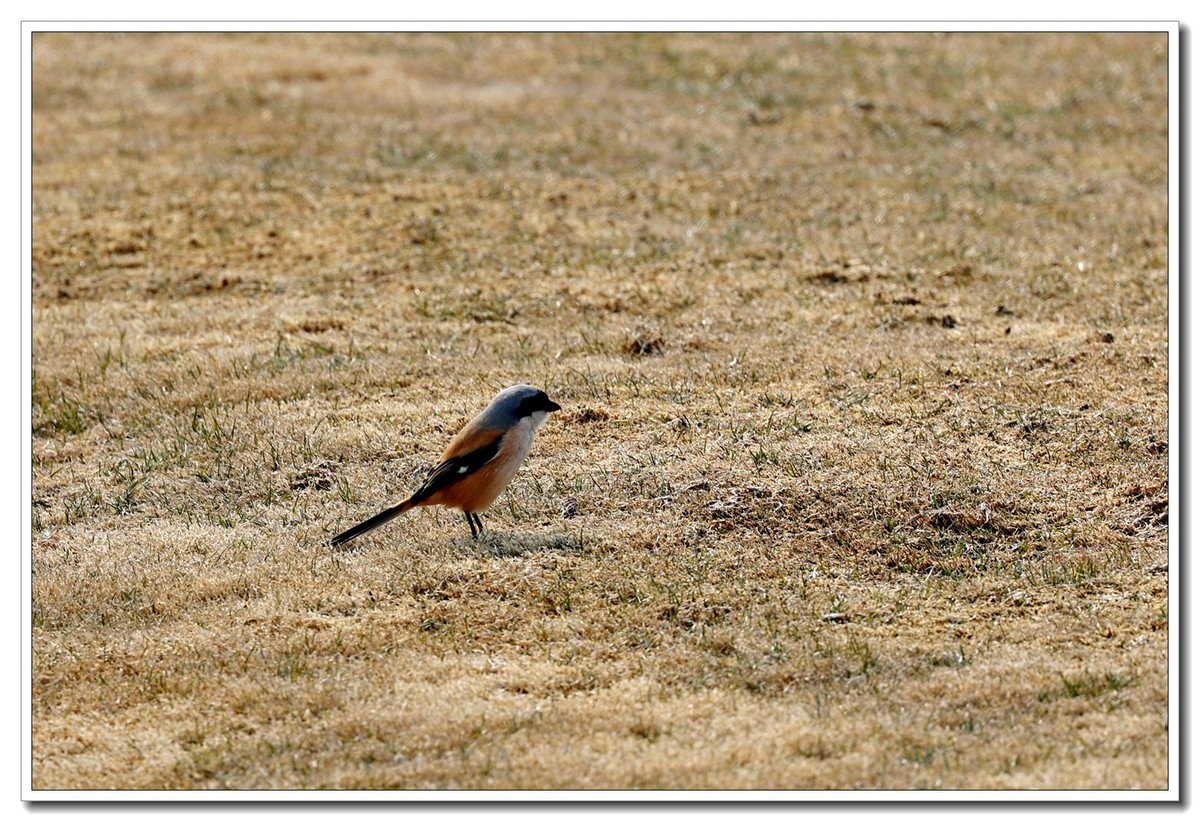 见鸟就拍2【2022-0171】