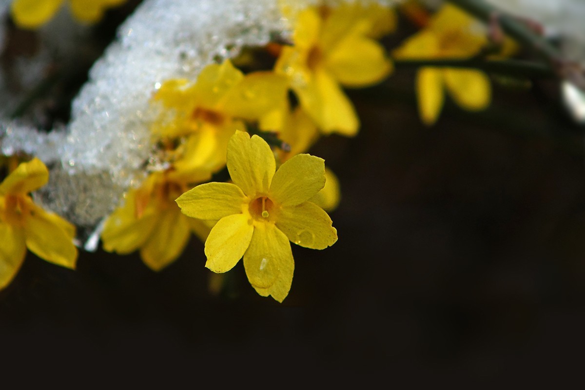 迎春花2