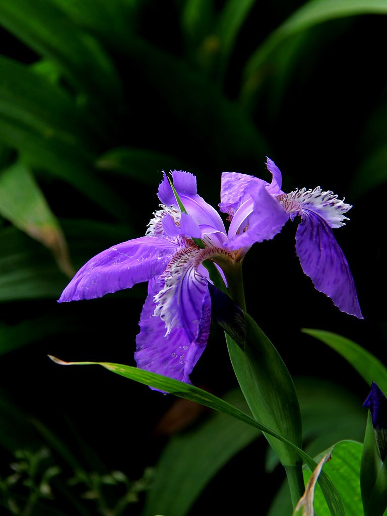 鸢尾花-3