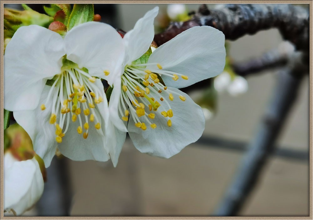 梨花美--祝五一节快乐