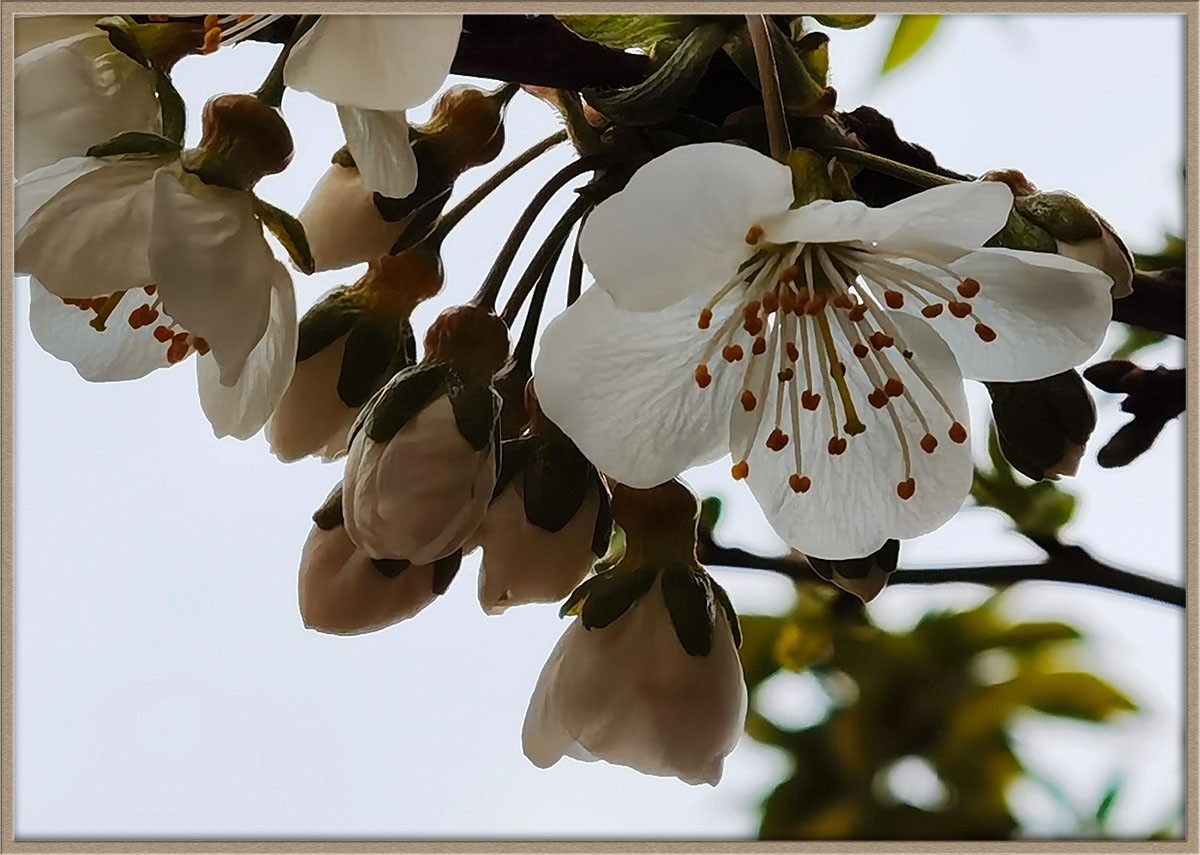 梨花美--祝五一节快乐