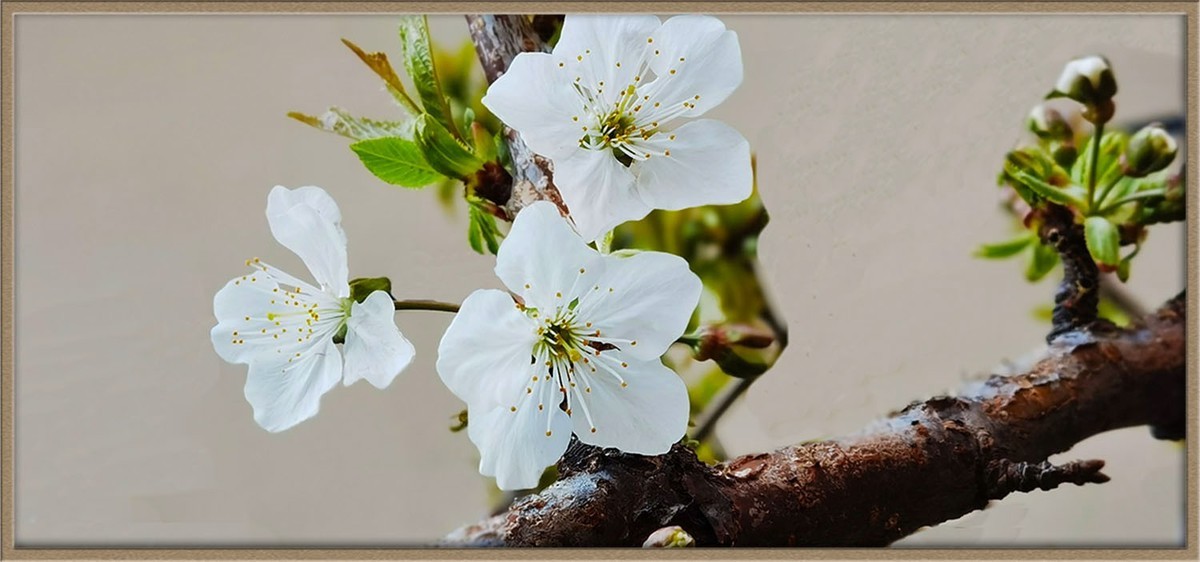 梨花美--祝五一节快乐