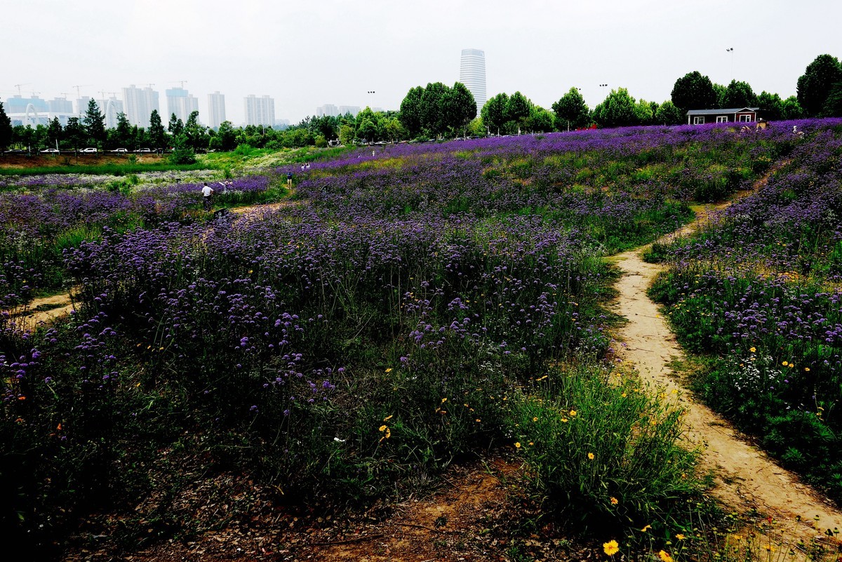 武汉映像---光谷四路的马蹄草！