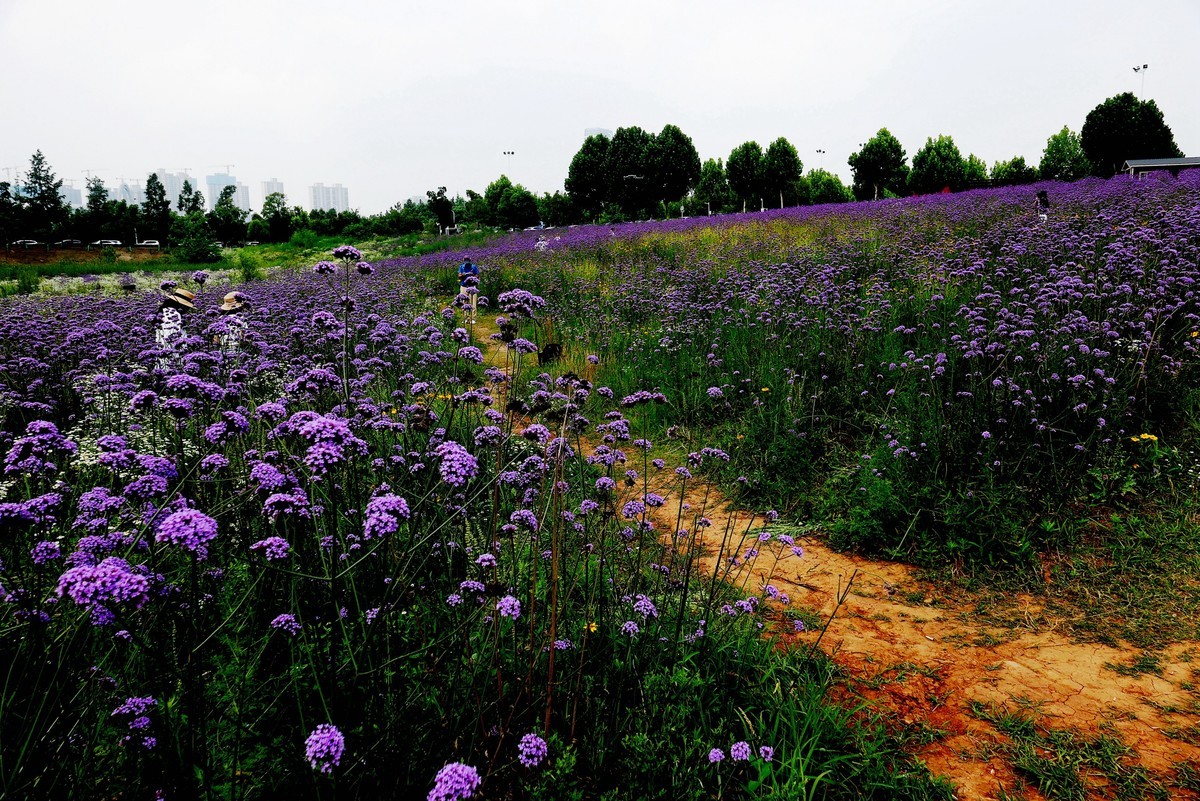 武汉映像---光谷四路的马蹄草！
