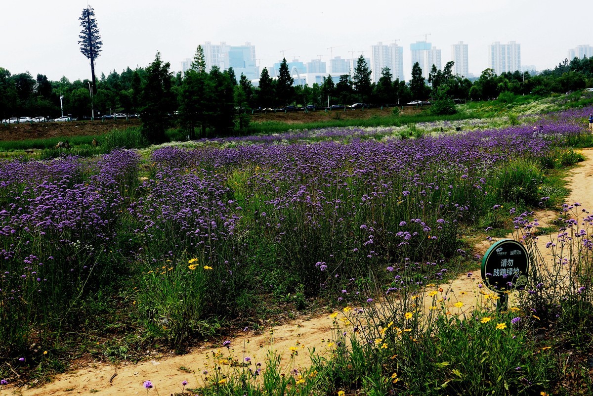 武汉映像---光谷四路的马蹄草！