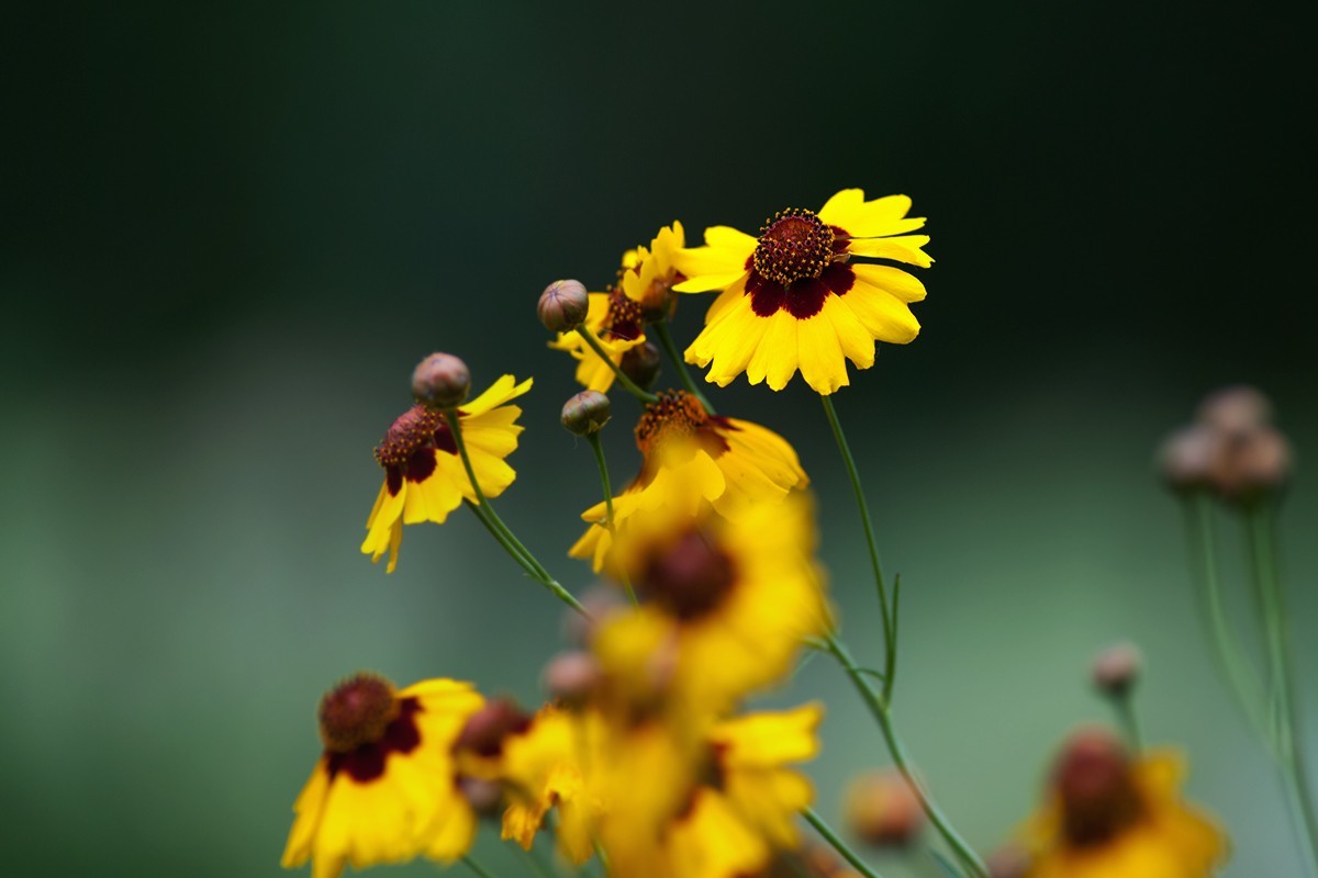 刚刚拍摄的小草花